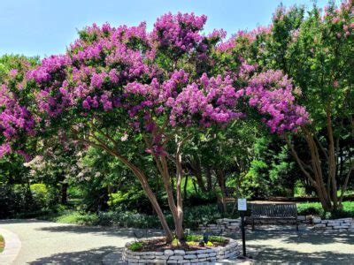 Exploring Grape Witchcraft Crape Myrtle in Astrological Practices
